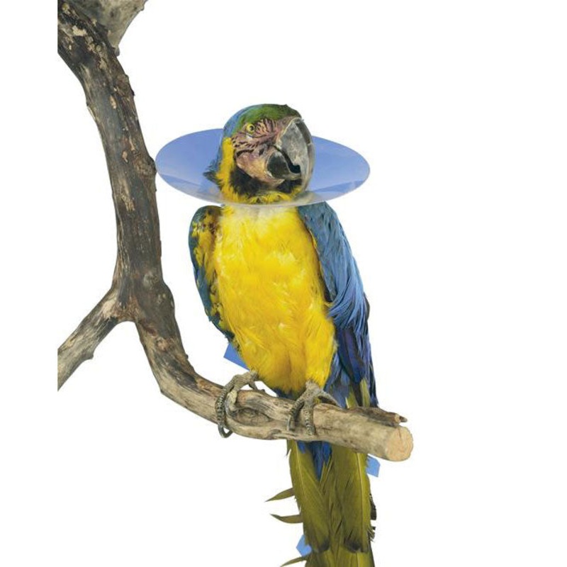 Buster Bird Collar|Large|Medium|Small|XSmall