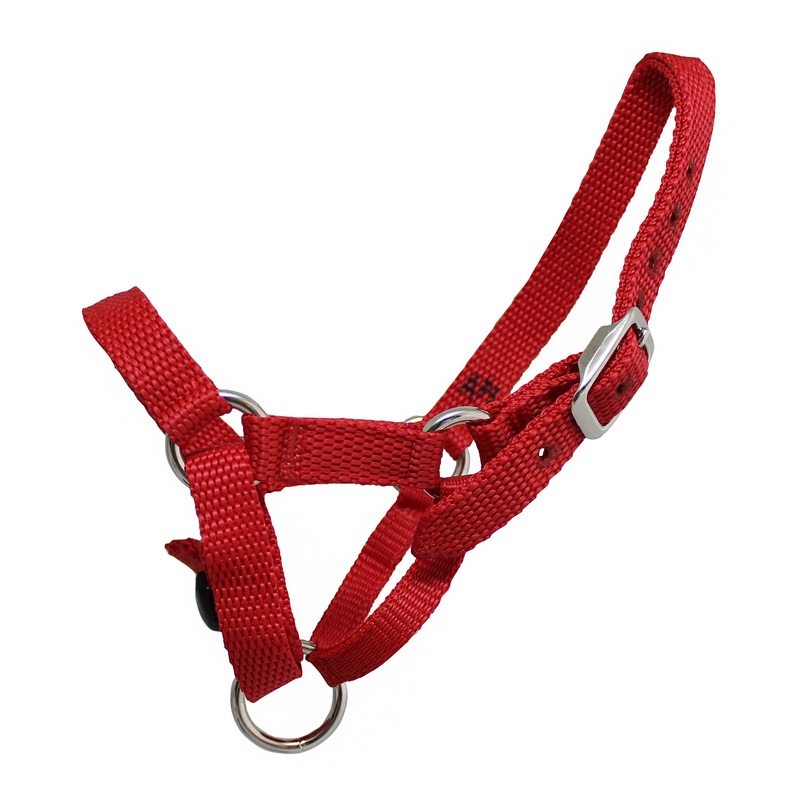 Webbing Alpaca Halter|Cria|Large|Medium|Small|Blue|Red