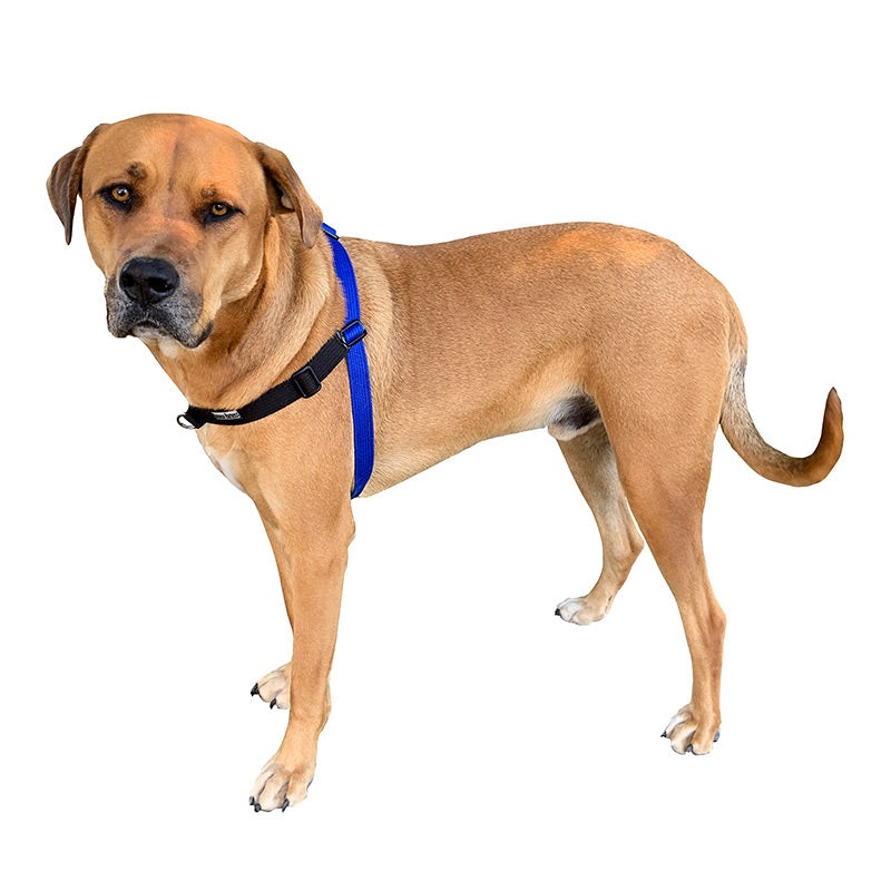 Black Dog Wear Balance Harness