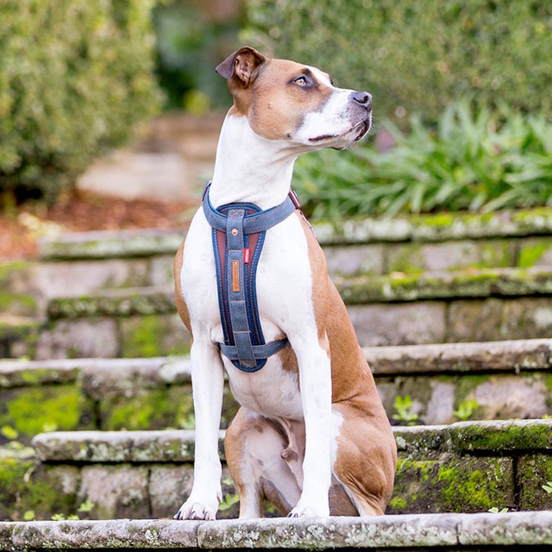 EzyDog Denim Chest Plate Harness