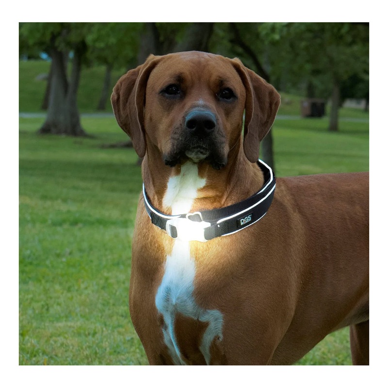 DGS Comet LED Safety Collar|Small|Medium|Large|Black|Navy|Purple|Red