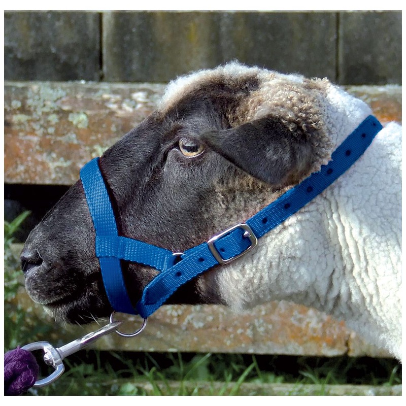 Webbing Sheep Halter|Small|Large|Blue|Red