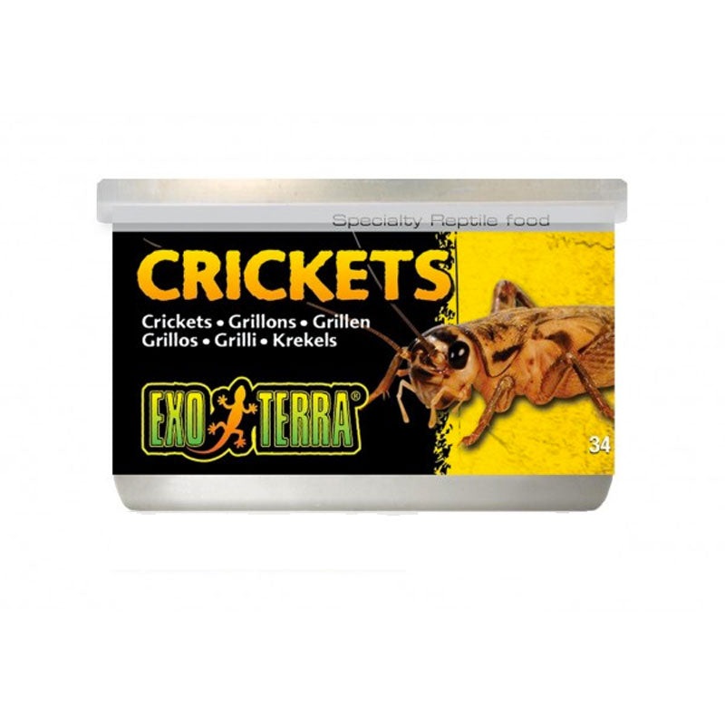 Exo Terra Crickets|Small|XLarge