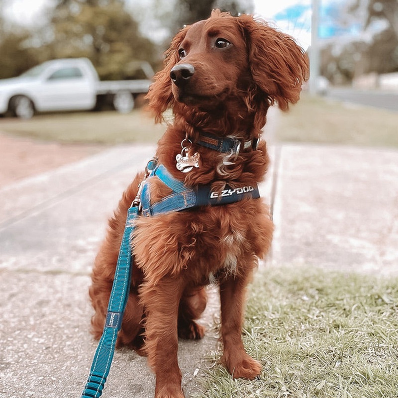 EzyDog Denim Quick Fit Harness
